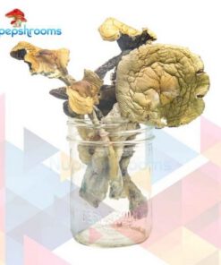 Buy Alacabenzi Magic Mushrooms Online