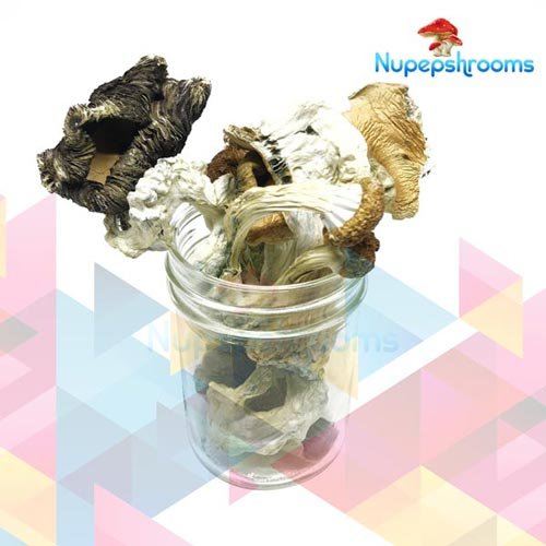Buy Amazonian Cubensis Mushrooms Online